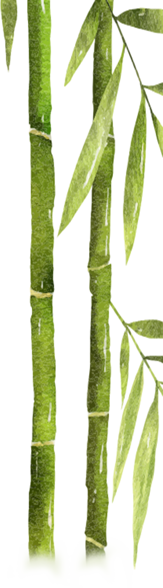 寻味桃花江——桃江茶叶
