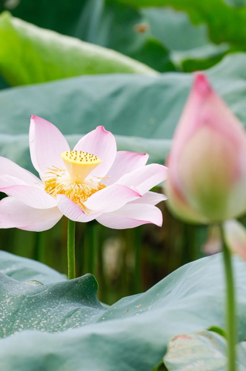 厦门的"夏雨荷",太出片啦!