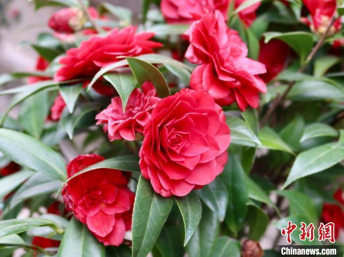 探中国茶花之乡茶花不再春日限定