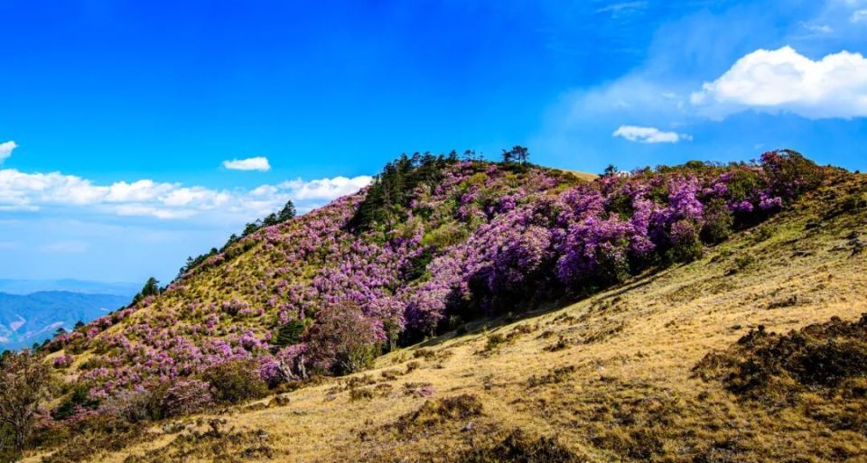 走进大姚小百草岭,赏多彩梦幻的杜鹃花海_腾讯新闻