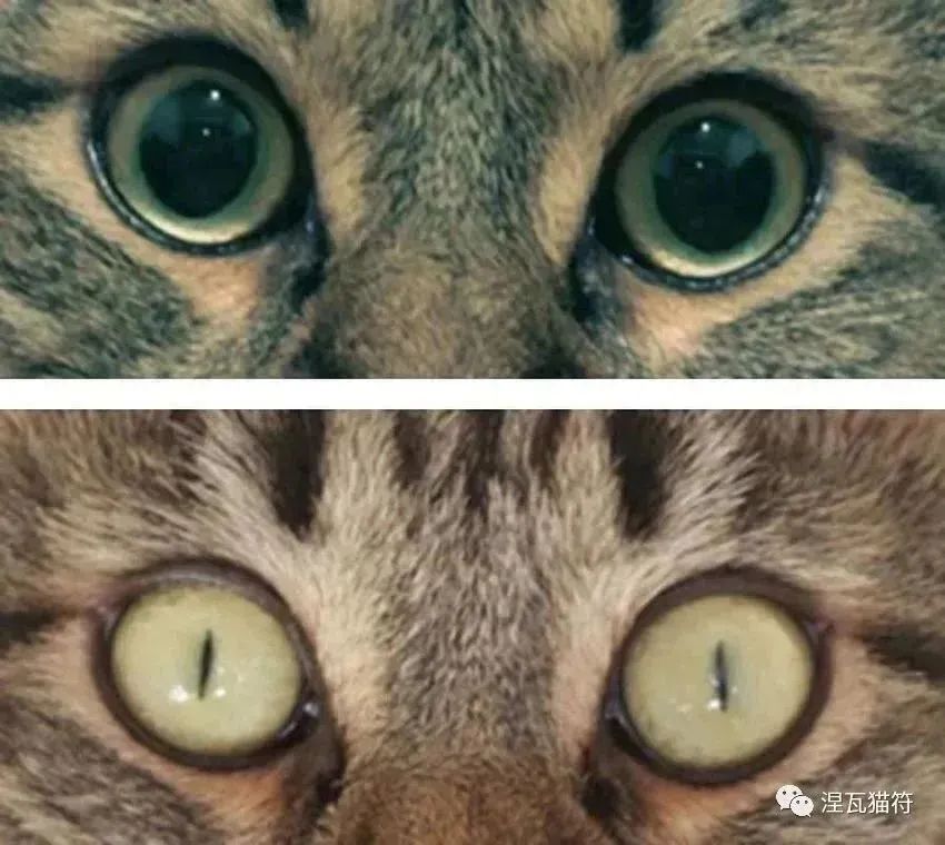 拥有猫的眼睛,是一种什么体验?_腾讯新闻