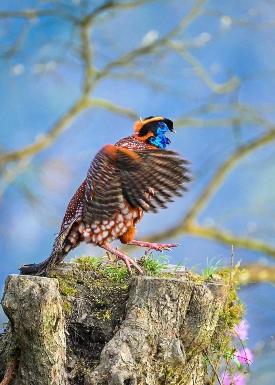 惊艳世界濒危鸟类红腹角雉正面出镜