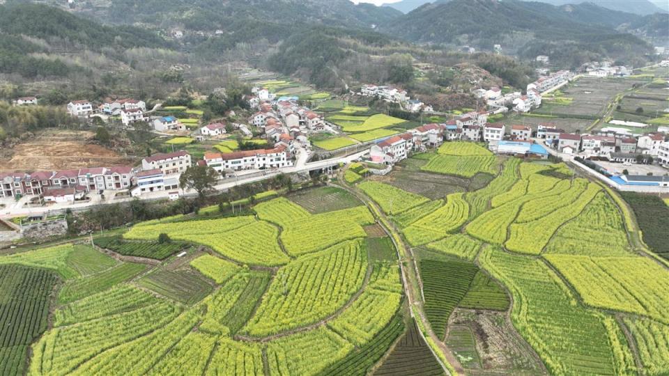 英山县南河镇3000余亩油菜花盛开,浓浓春意吸引游客前来打卡