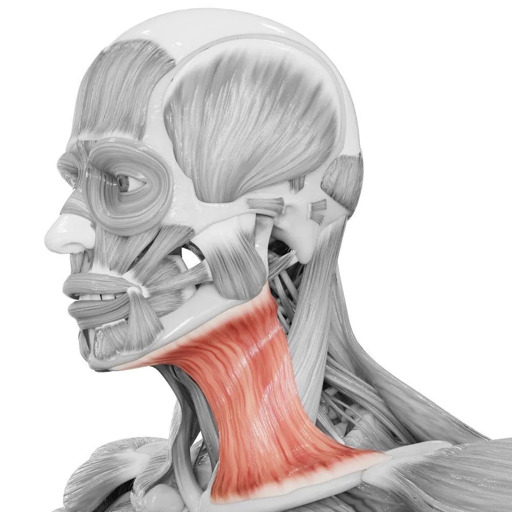 下颌肌肉紧张图片