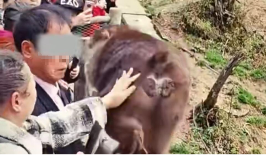 "猴子被摸屁股扭头咬中其他游客"引关注 峨眉山景区:近期未接到游客被