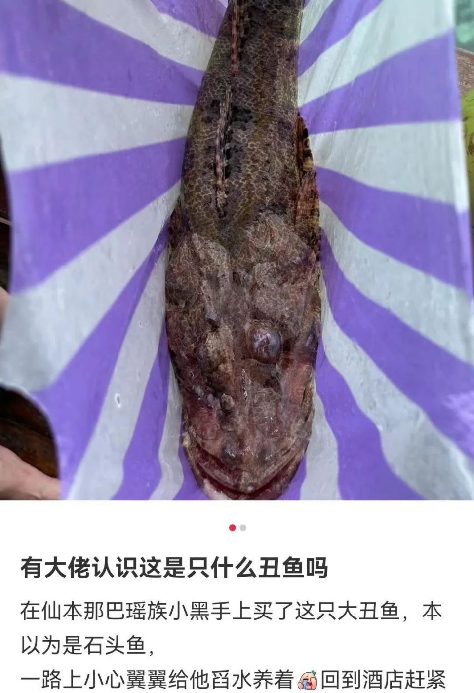 头大身子小的极丑海鱼图片