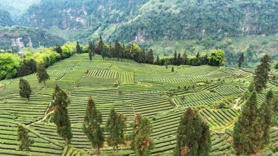 近日,天全县始阳镇九十村的春茶进入采摘黄金期.