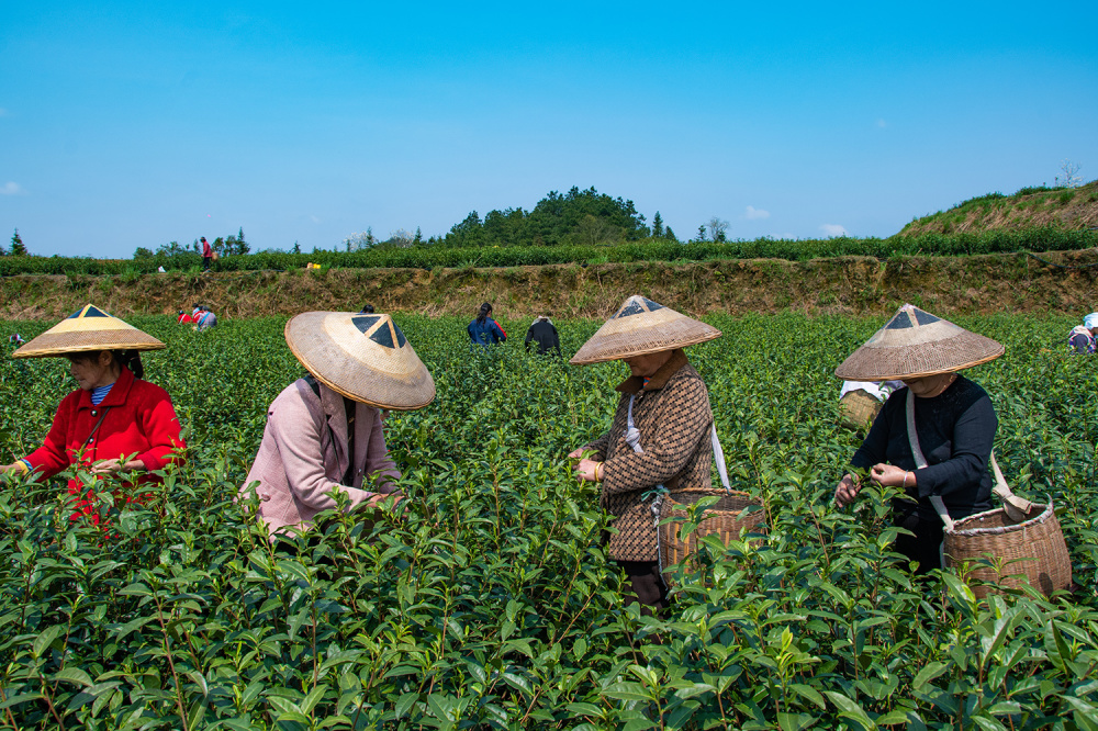 怀化中方:春意盎然茶飘香_腾讯新闻