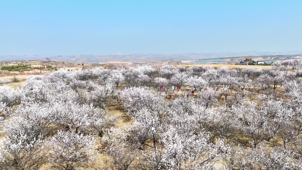 发展杏花旅游观光接待产业,积极将沿线的万亩杏林打造成"榆林后花园"