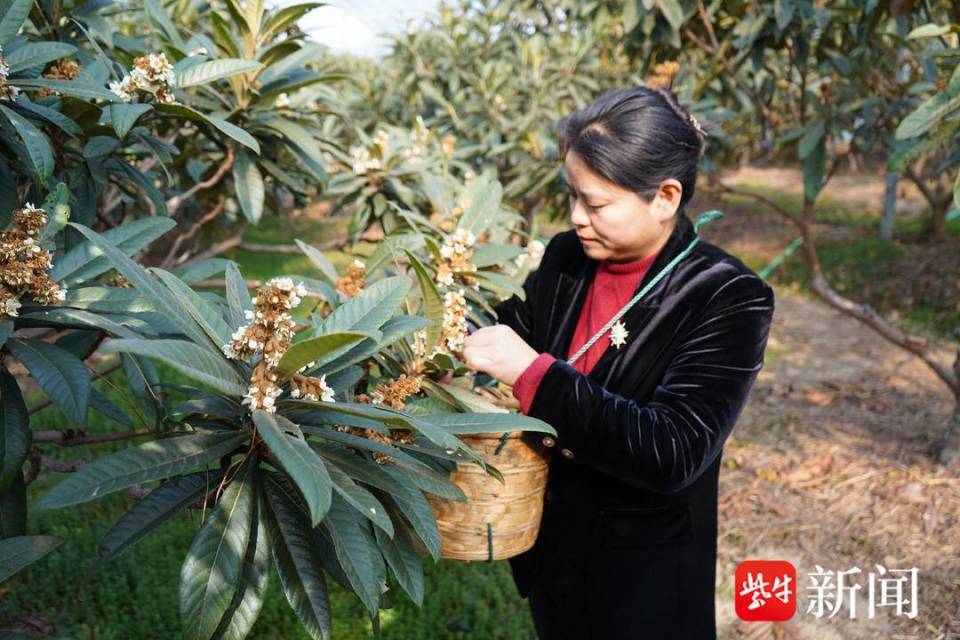 苏州吴中区临湖镇:汇聚代表智慧力量 助推乡村全面振兴