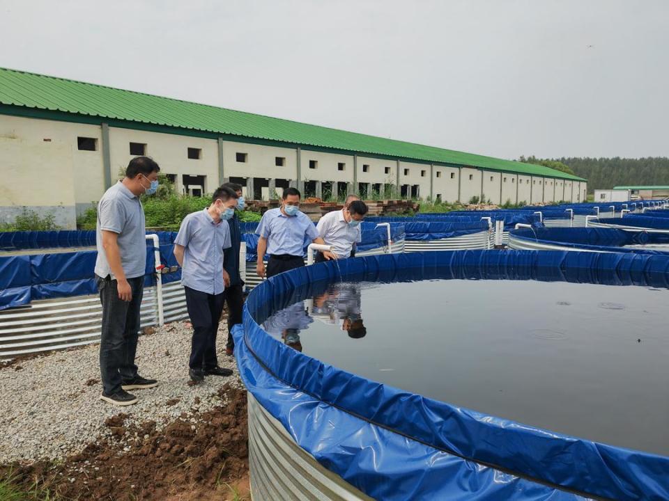 薛城区政协委员招商泥鳅养殖项目投入运营