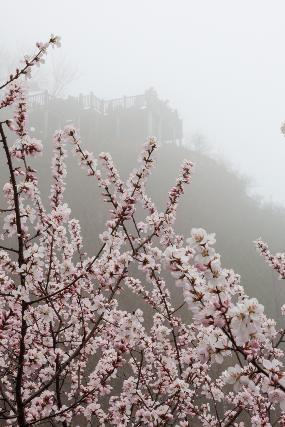 山桃花的样子图片