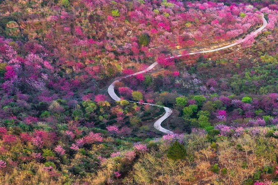 蔡家岗镇樱花园图片