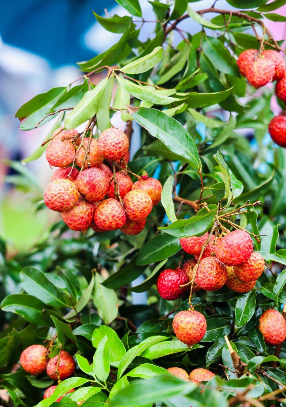 东莞荔枝种植系统申报全球重要农业文化遗产,中科院专家解析其重要性