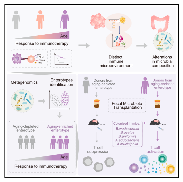 这也为未来根据个体的肠道微生物组特征来定制免疫治疗策略提供了新的