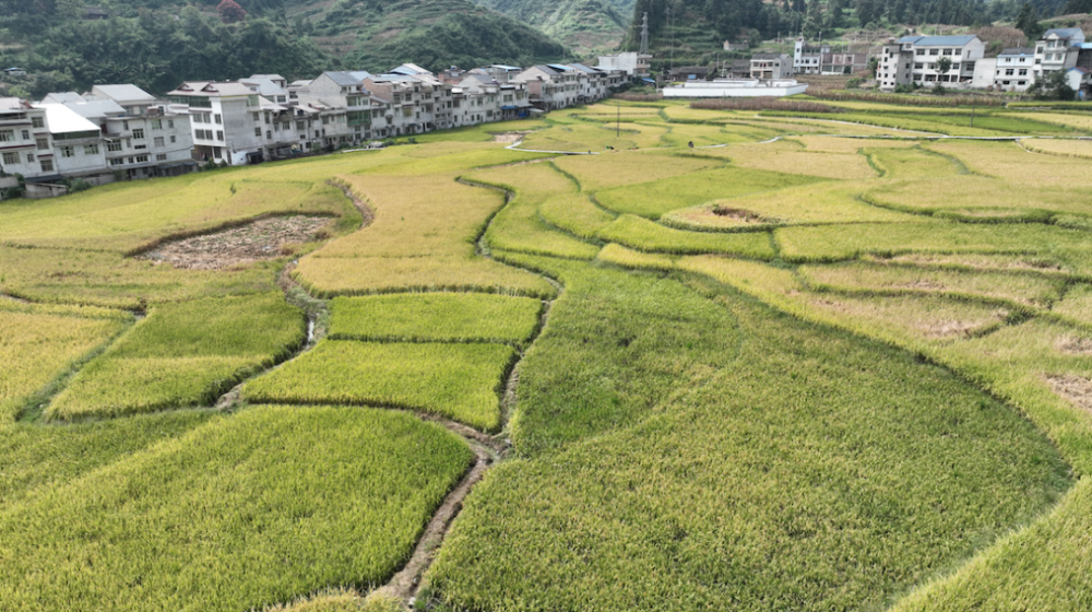 黄平县上塘镇:又"稻"丰收季,收割正当时
