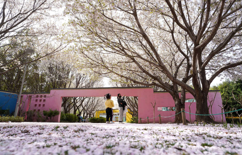 郑州植物园飘起樱花雪