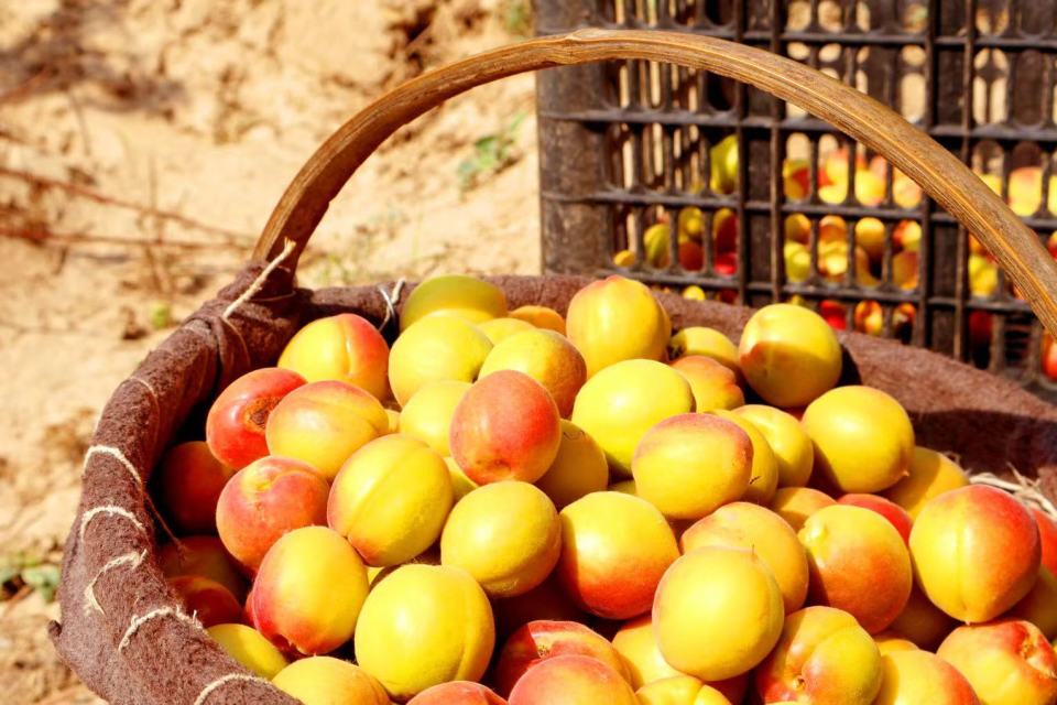 "杏"福路上采摘忙