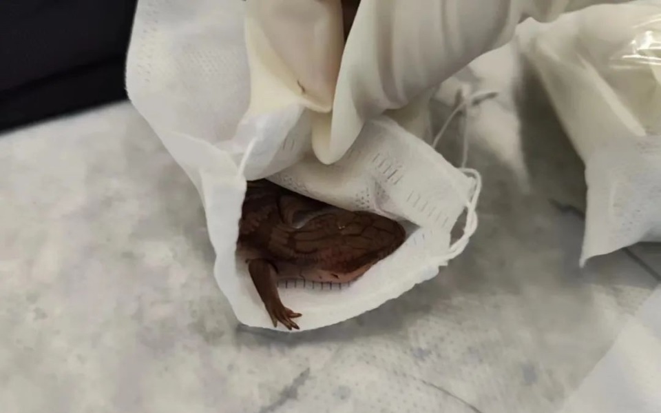 12只活蜥蜴绑藏腰部进境,被深圳皇岗海关查获