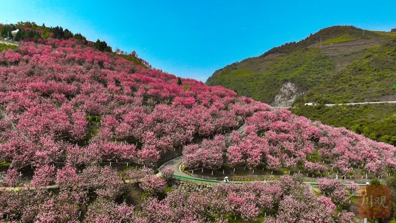 古蔺酒香花谷在哪儿图片