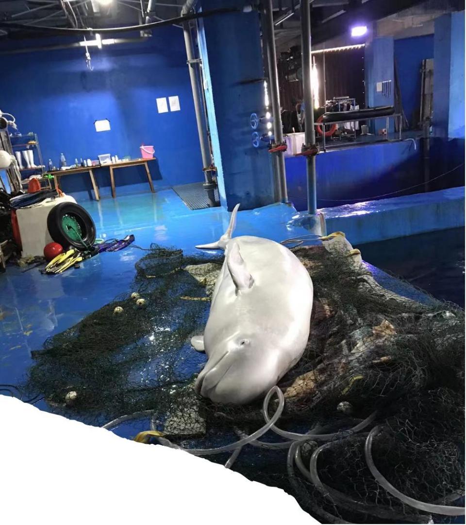 囚鲸之死：一名女训鲸师的觉醒-腾讯新闻