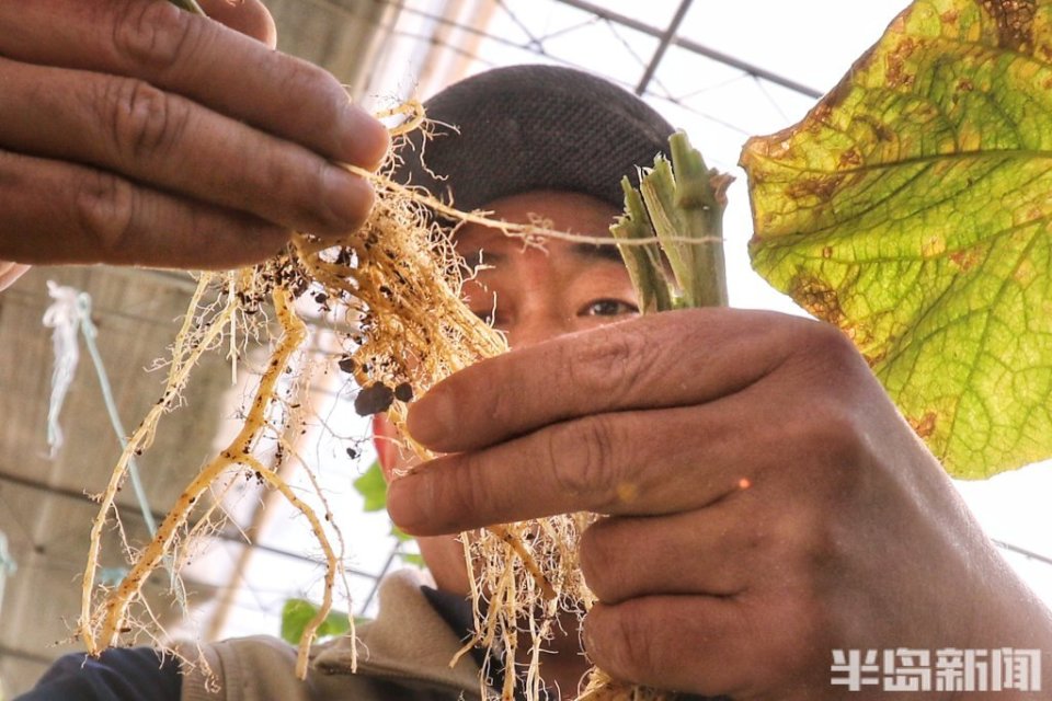 趙教授告訴記者,他所帶領的青島農業大學植物線蟲實驗室目前在做的