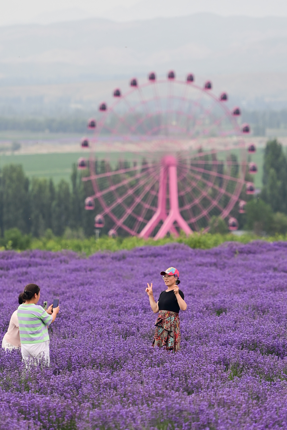 新华社记者 丁磊 摄在新疆伊犁哈萨克自治州霍城县解忧公主薰衣草园