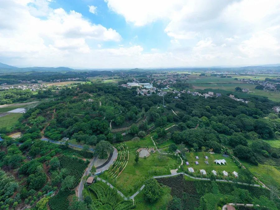 在广东省惠州市北部的博罗县柏塘镇高桥村,约300亩的古榄园内,208棵