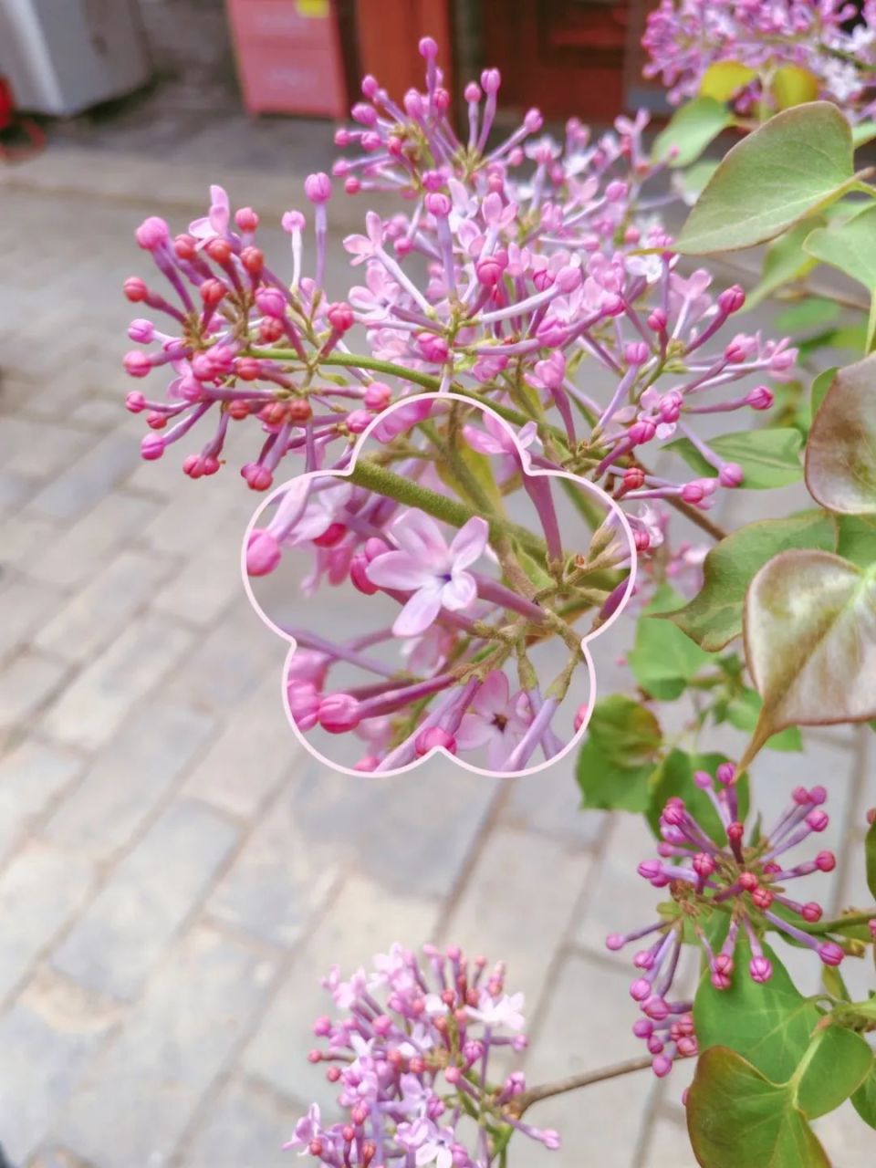 丁香花花瓣的形状图片