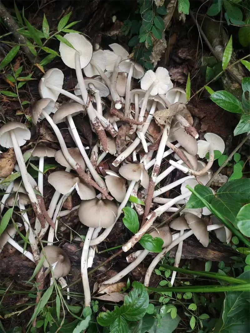 朝着墨江龙潭"鸡枞窝"进发