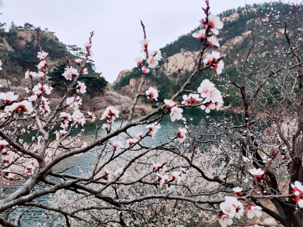 山姜花（山姜子花的图片） 第4张