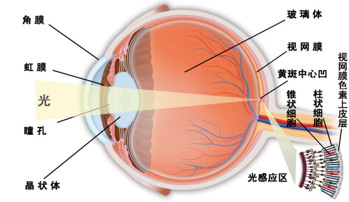 你的视网膜可能正在"悄悄离家出走"!