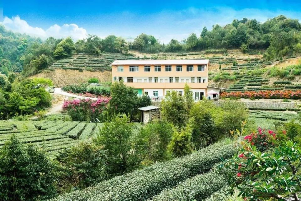 【遇见春茶】高鼎茶庄园:享受美景与香茗的双重治愈