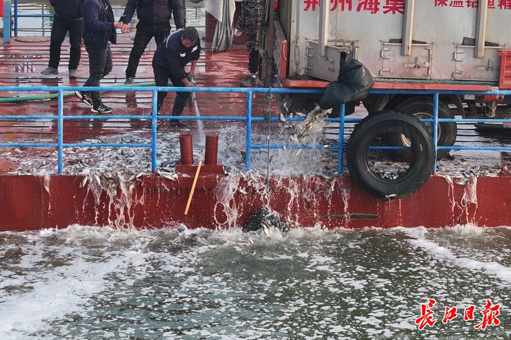 眾籌小魚當點心武漢人為江豚送來過冬口糧