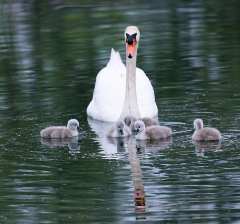 看护,投喂,救治……五年时间,国家二级重点保护动物疣鼻天鹅在郑州从