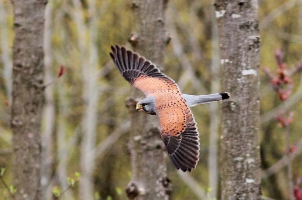 红隼(雄),红隼(雌),自带"假眼"的领鸺鹠,黄腿渔鸮6,鸣禽鸣禽包含了