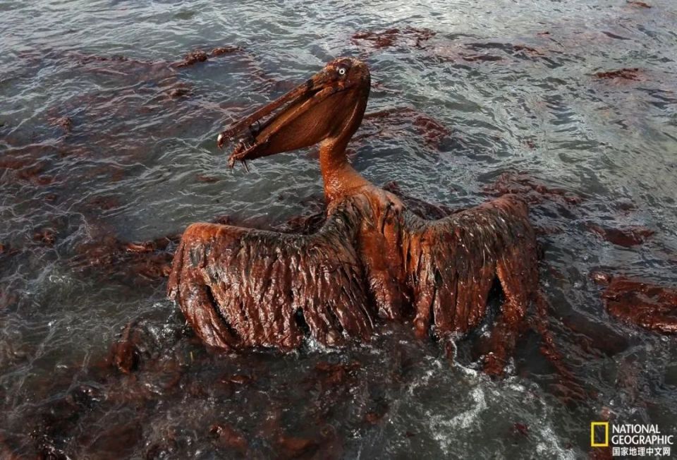 island, louisiana)的海洋中拍摄的因为石油污染挣扎的鹈鹕(pelican)