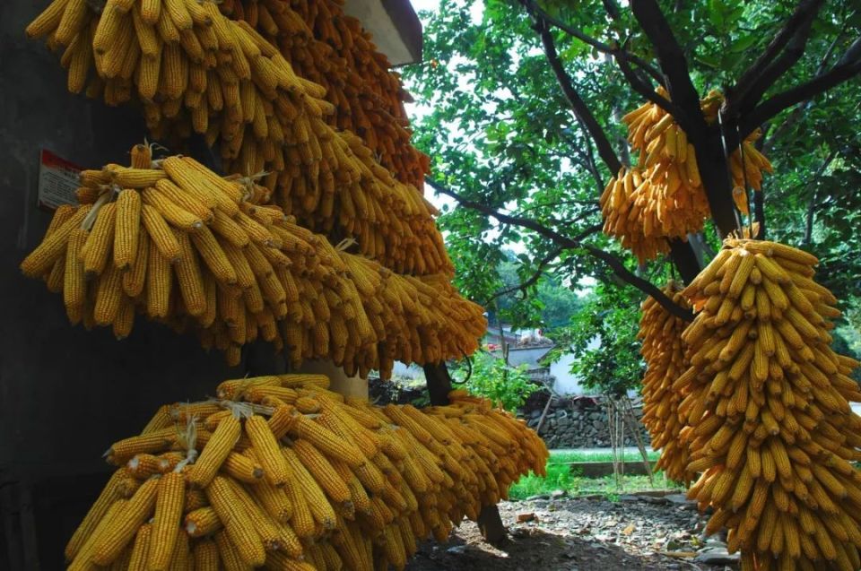 傍晚赶到嵩县旧县镇时,垂涎境内前河流域的山水风景,再也挪不动步了.