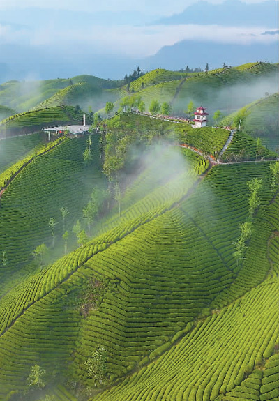 茶山风景图片大全图片