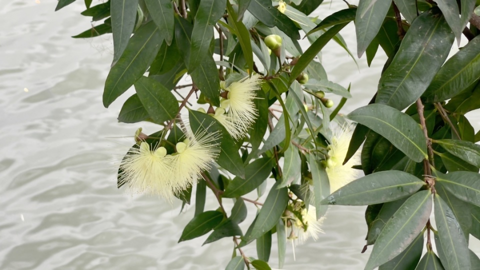 蒲桃水边花开成簇数百枚针状雄蕊倾巢而出