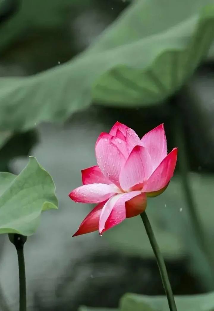 仙女散花,白雪公主,青毛节,玉蝶,粉霞……西湖荷花居然有这么多品种!