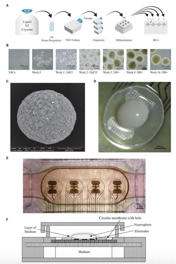 全球首台生物计算机启用!人脑类器官驱动,能耗节省百万倍