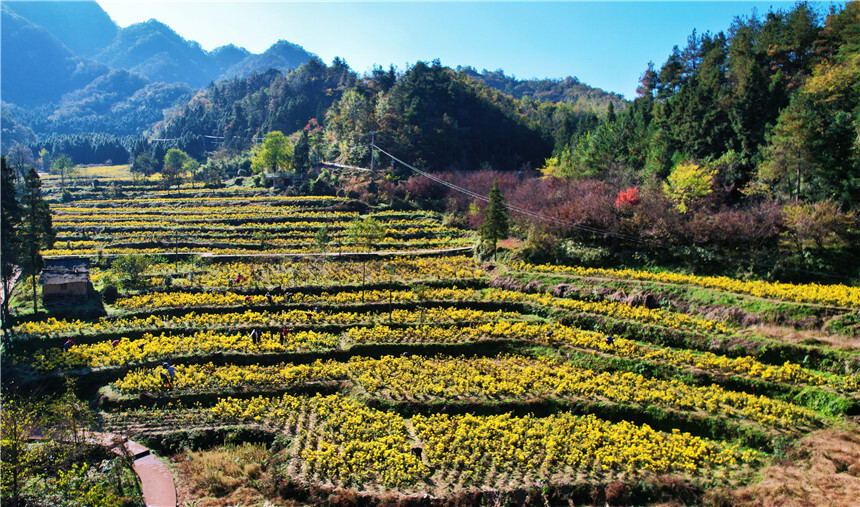 湖北十堰茅箭区金丝皇菊迎丰收