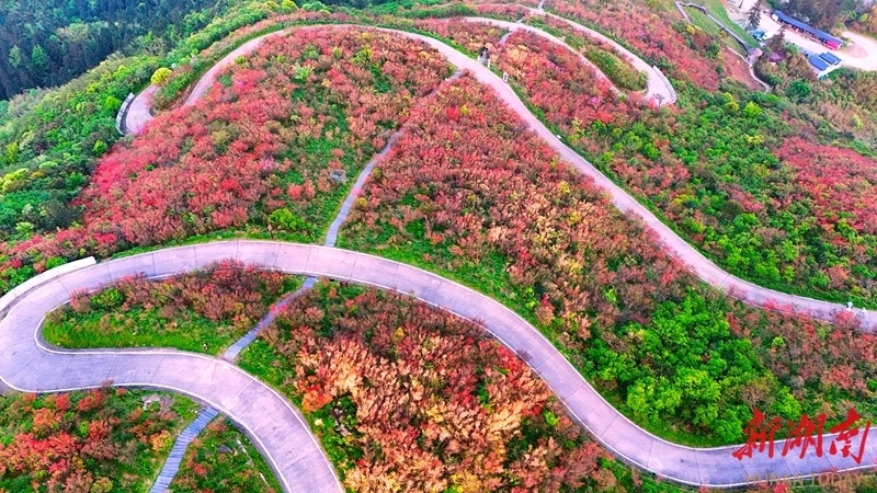 漫山红遍迎客来_腾讯新闻