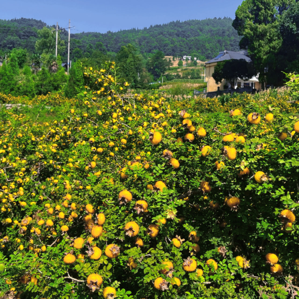 流长镇刺梨丰收果农笑