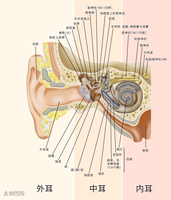 耳蜗简图图片