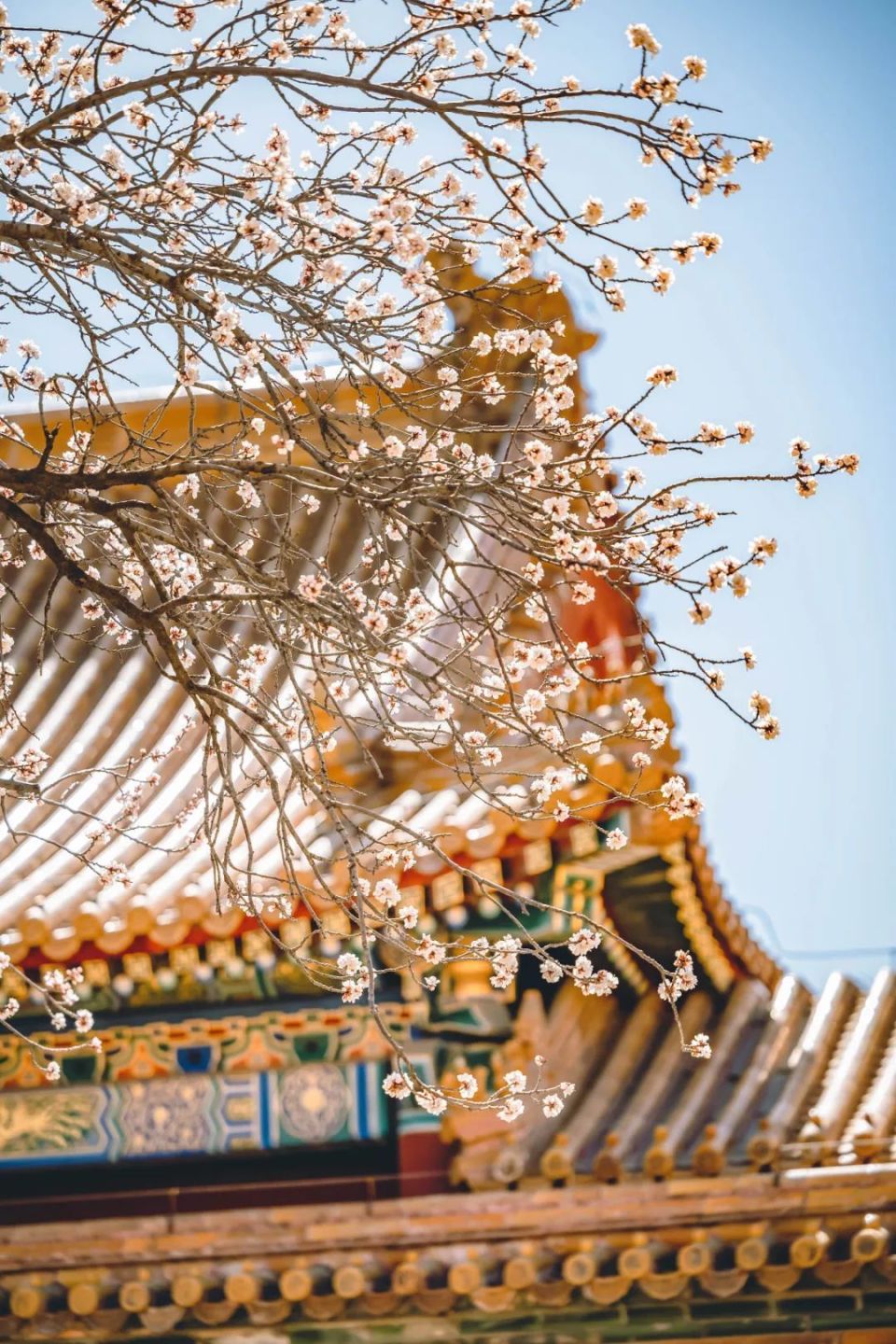 万紫千红总是春,故宫春日赏花指南