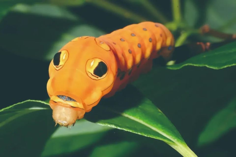 毛毛虫也可以萌萌哒