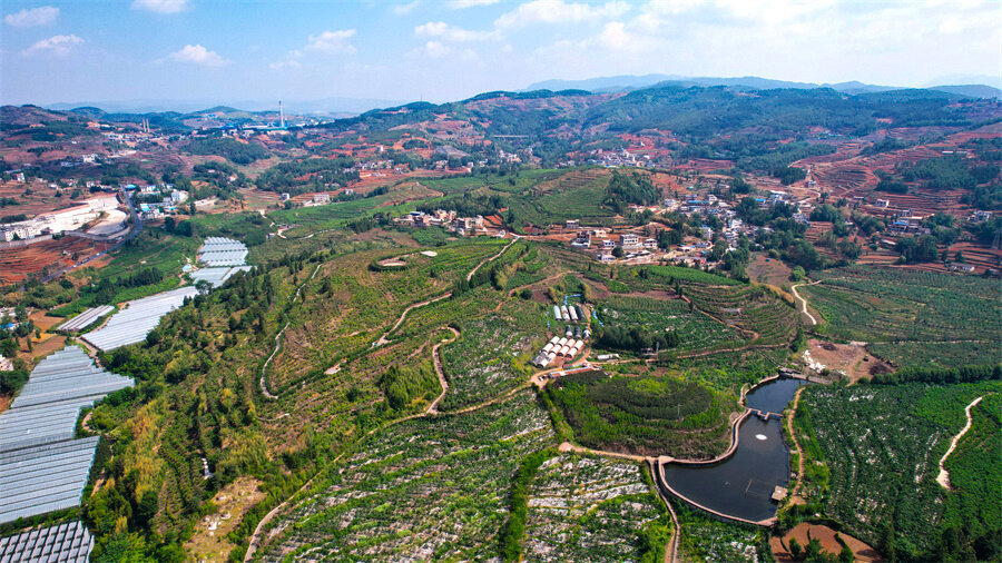 富源大河镇:千亩黄桃迎丰收 产业致富劲头足