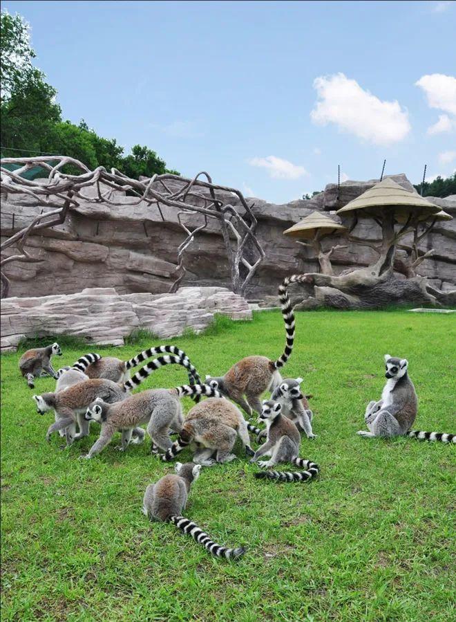 100个网红打卡地之东北虎园_腾讯新闻